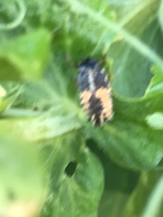 Harmonia axyridis