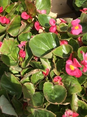 Begonia