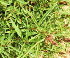 Amaranthus muricatus