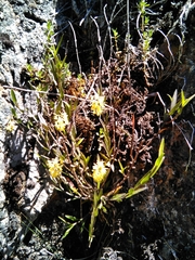 Epidendrum tenuicaule