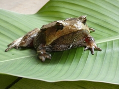 Hemiphractus scutatus
