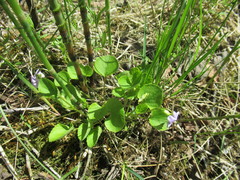 Viola mauritii