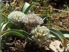 Allium libani