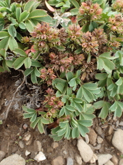 Sibbaldia cuneata, photograph (c) Étienne Léveillé-Bourret, some rights reserved (CC BY)