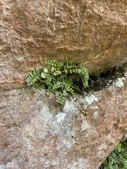 Asplenium trichomanes