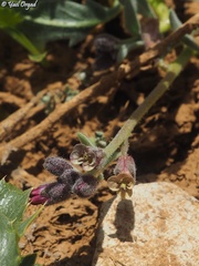 Anchonium billardierei