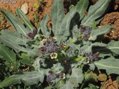 Anchonium billardierei