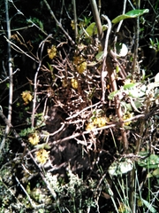 Epidendrum tenuicaule