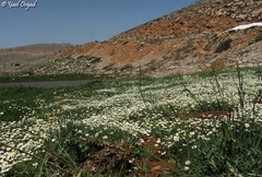 Anthemis rascheyana