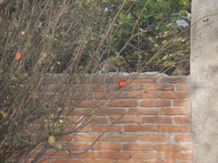 Pyrocephalus rubinus
