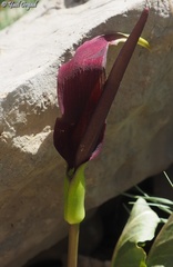 Arum rupicola