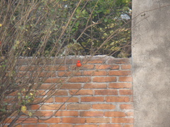 Pyrocephalus rubinus