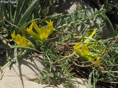 Astragalus pinetorum