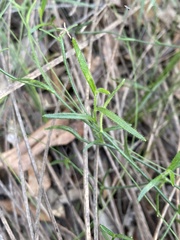 Scaevola ramosissima