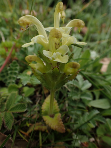 Pedicularis polyodonta