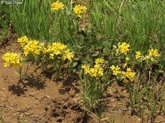 Barbarea brachycarpa