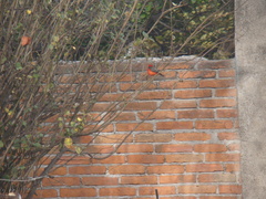 Pyrocephalus rubinus