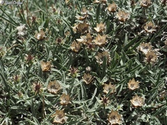 Centaurea drabifolia
