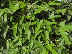 Stigmaphyllon palmatum