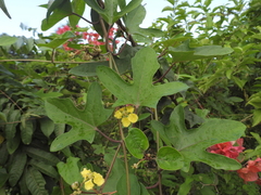 Stigmaphyllon palmatum