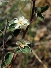 Cotoneaster nummularius