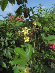 Stigmaphyllon palmatum