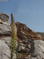 Eremurus spectabilis