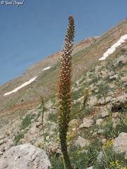 Eremurus spectabilis
