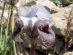 Iris westii