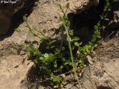 Minuartia meyeri