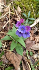 Pulmonaria longifolia