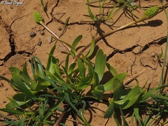 Ranunculus myosuroides