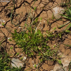 Ranunculus myosuroides