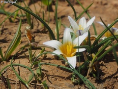 Romulea nivalis