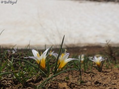 Romulea nivalis