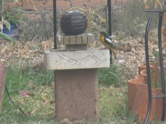 Icterus abeillei