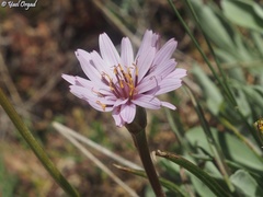 Pseudopodospermum phaeopappum