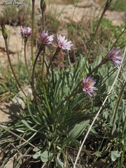 Pseudopodospermum phaeopappum