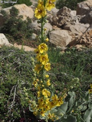 Verbascum damascenum