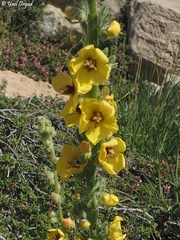 Verbascum damascenum