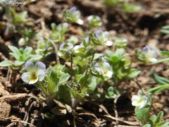 Viola parvula