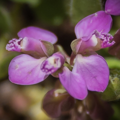 Polygala rhinostigma