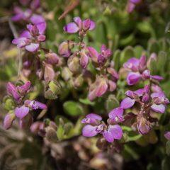 Polygala rhinostigma