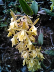 Epidendrum tenuicaule