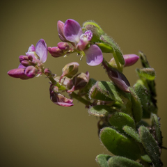 Polygala rhinostigma