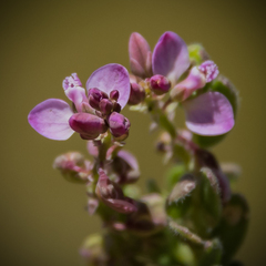 Polygala rhinostigma
