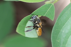 Megachile bicolor