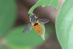 Megachile bicolor