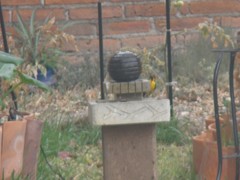 Icterus abeillei