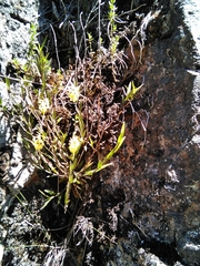 Epidendrum tenuicaule